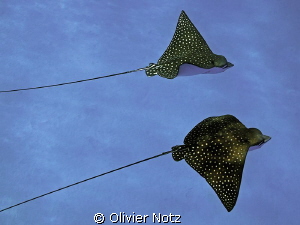 Spotted eagle rays are frequently to be found in the El Q... by Olivier Notz 